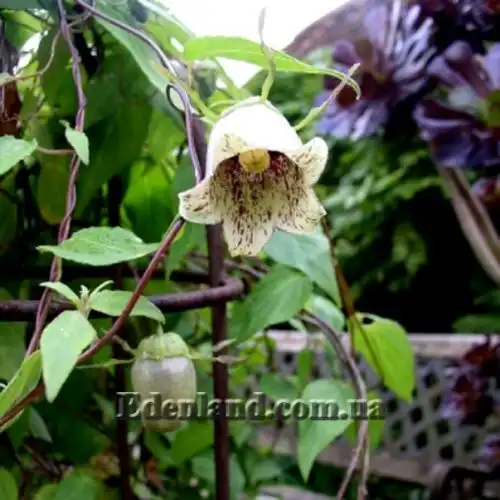 Зображення Кодонопсис зелений - Codonopsis viridis