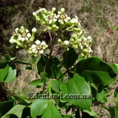 Изображение начало цветения