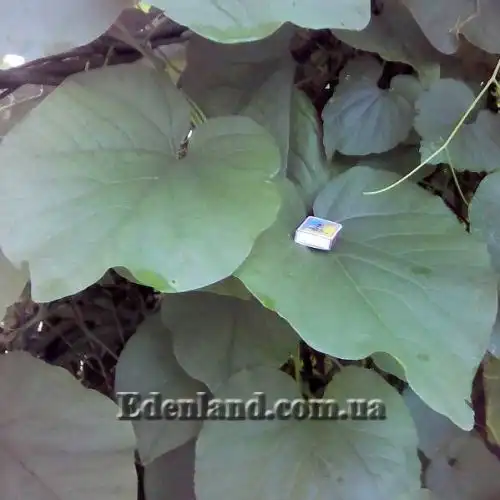 Изображение крупные листья