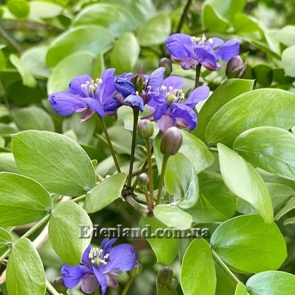 Изображение цветение