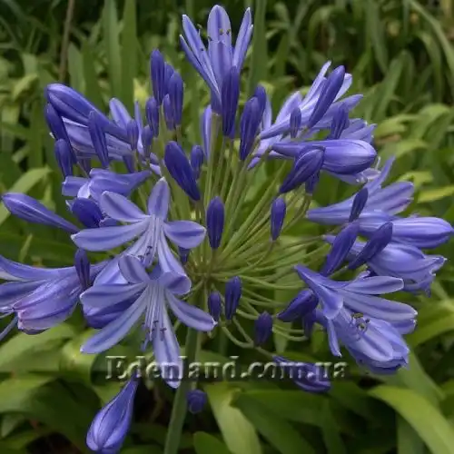 Агапантус ранній - Agapanthus praecox