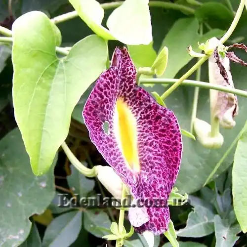 Изображение цветение