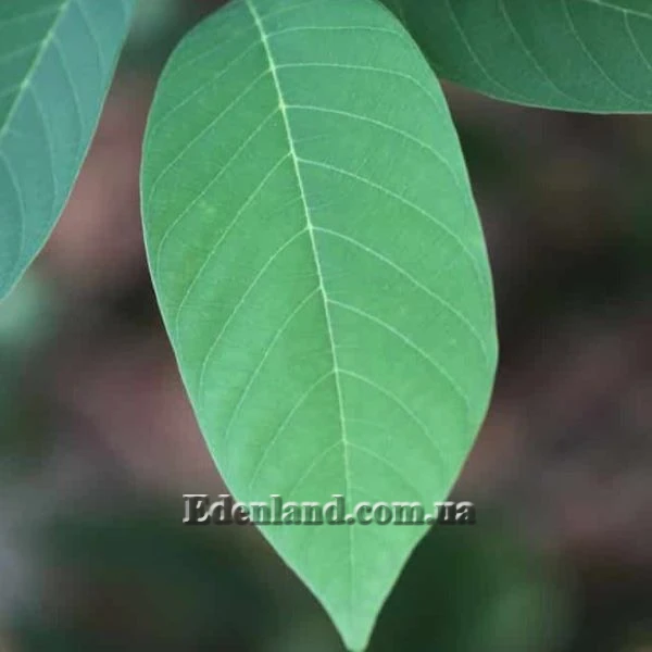 Изображение лист