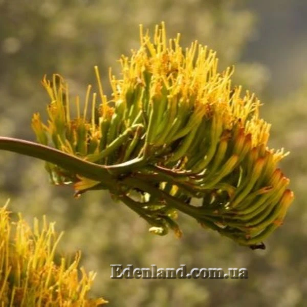 Зображення Агава Хаварда  - Agave havardiana