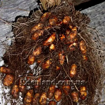 Изображение куст с клубнями