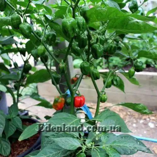 Изображение Перец Хабанеро Рэд Савина - Habanero Red Savina