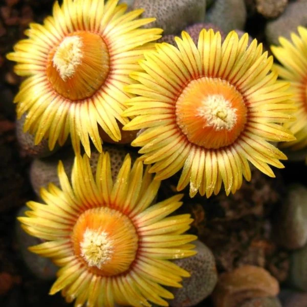 Изображение Алоинопсис Шунеса  - Aloinopsis schooneesii