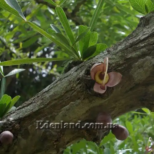 Зображення Кресцентія крилата - Crescentia alata