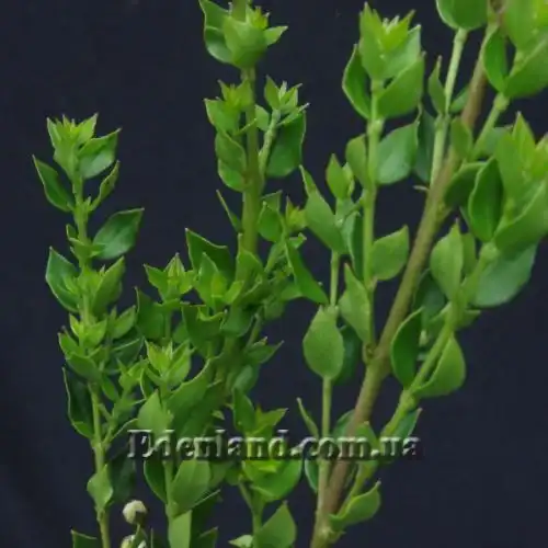 Изображение Лума Чекен - Luma chequen