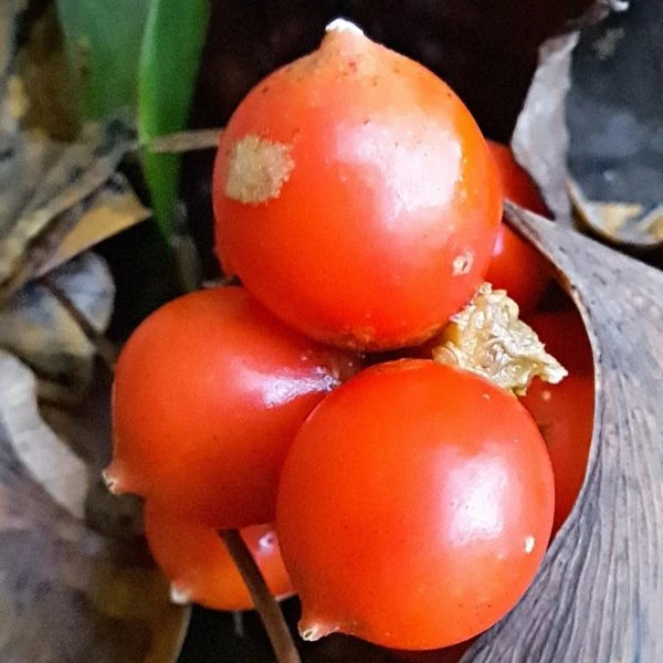 Зображення плоди