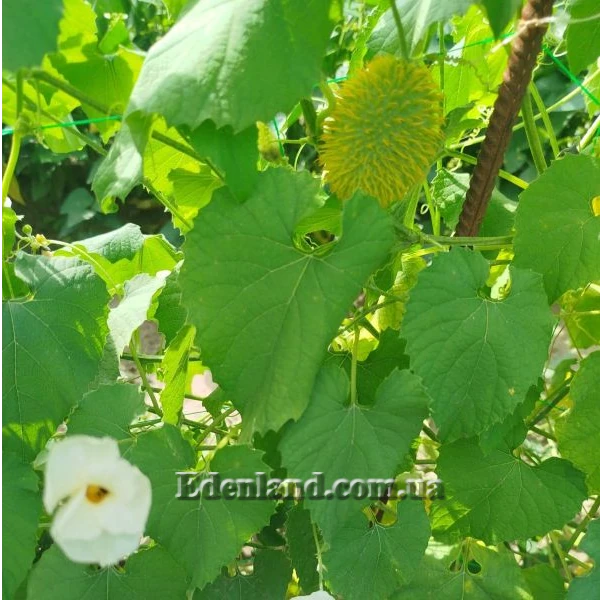 Зображення Момордика дводомна - Momordica dioica  