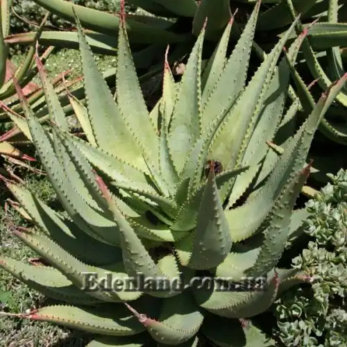 Зображення Алое страхітливе - Aloe ferox