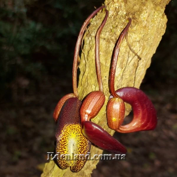 Изображение Аристолохия беложильчатая  - Aristolochia leuconeura