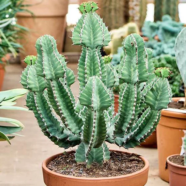 Молочай Купера - Euphorbia cooperi — рослина в горщику