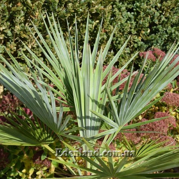 Изображение молодое растение