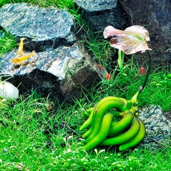 Изображение Нимфоидес водный - Nymphoides aquatica 