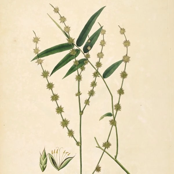 Изображение Дендрокаламус прямой - Dendrocalamus strictus 