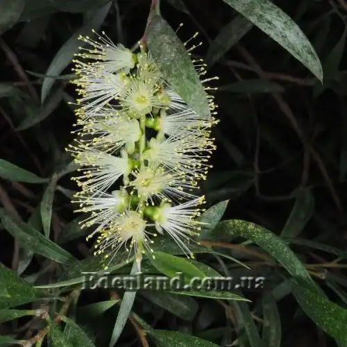 Изображение Мелалеука Лофанта - Melaleuca lophantha