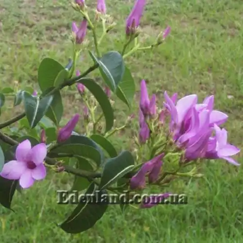 Изображение Криптостегия крупноцветковая - Cryptostegia grandiflora