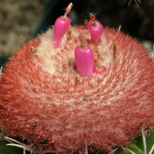 Изображение Мелокактус Нери  - Melocactus neryi