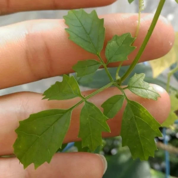 Изображение лист