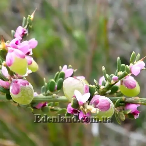 Изображение Муралтия колючая  - Muraltia spinosa