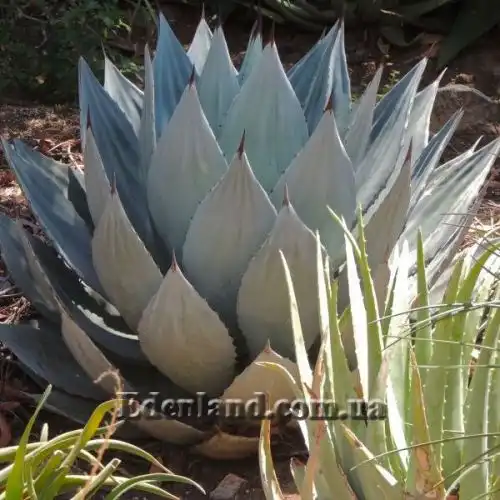 Изображение Агава яйцелистная (Гигант) - Agave ovatifolia (Giant)