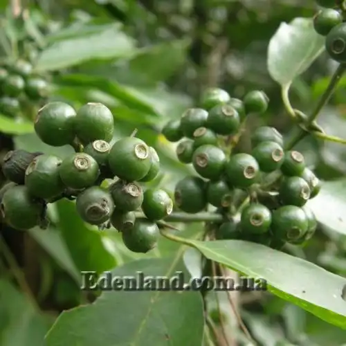 Изображение Оксицерос щетинистый - Oxyceros horridus 