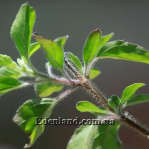 Зображення Базилік священний - Ocimum sanctum