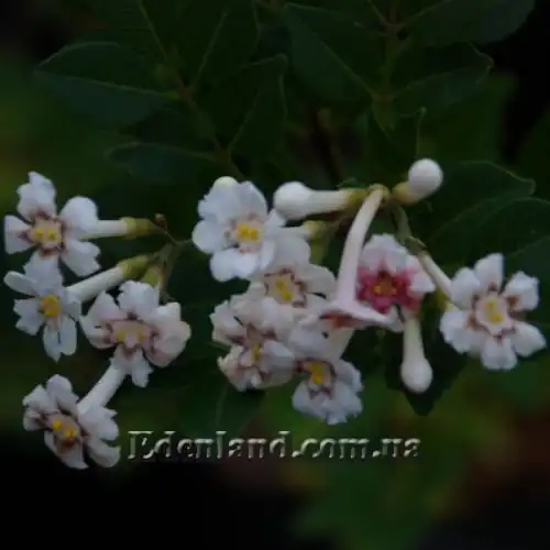 Изображение цветы