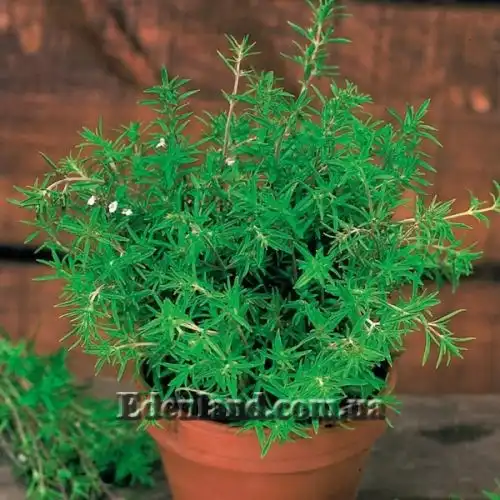 Зображення Сатурея садова - Satureja hortensis