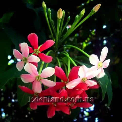 Изображение Квисквалис индийский    - Quisqualis indica 