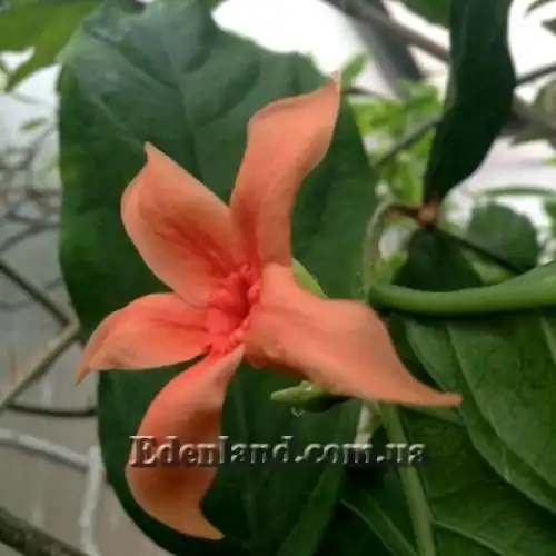 Изображение Райтия сомнительная - Wrightia dubia 