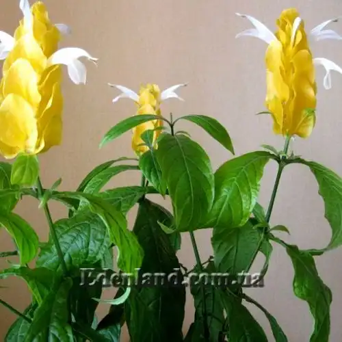Изображение Пахистахис желтый - Pachystachys lutea