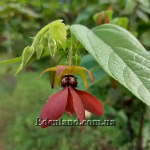 Зображення Аброма велична  - Abroma augusta