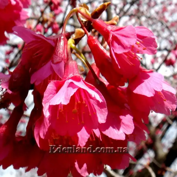 Изображение цветение