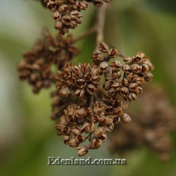 Зображення зрілі плоди