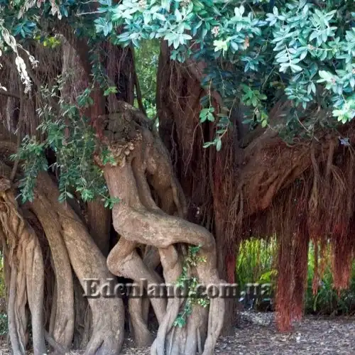 Изображение Метросидерос высокий - Metrosideros excelsa