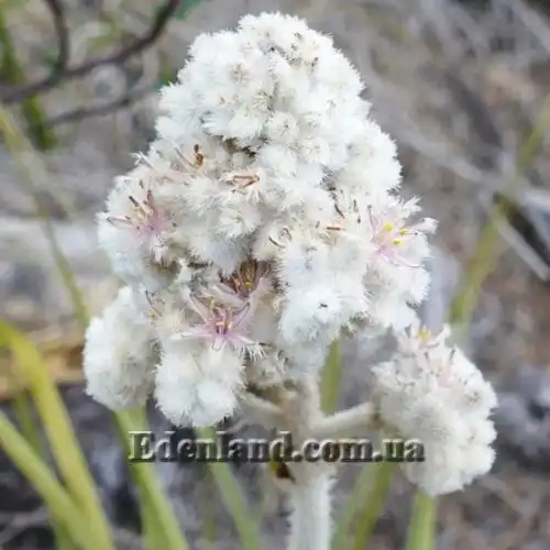 Изображение Ланария мохнатая - Lanaria lanata