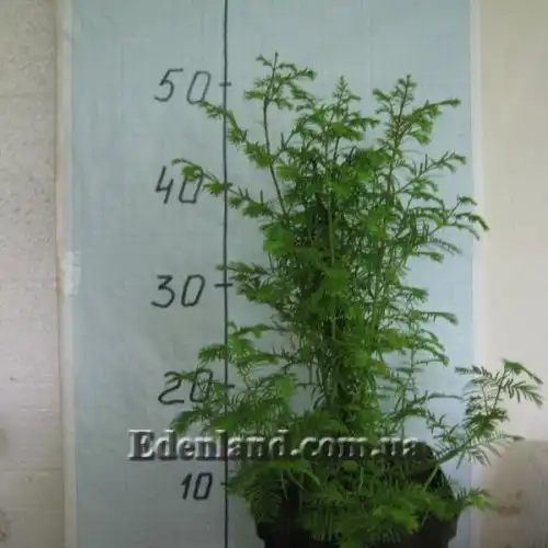 Зображення саджанці у продажу