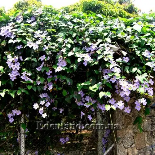 Изображение Тунбергия крупноцветковая - Thunbergia grandiflora