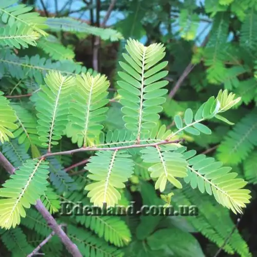 Изображение Филлантус эмблика - Phyllanthus emblica
