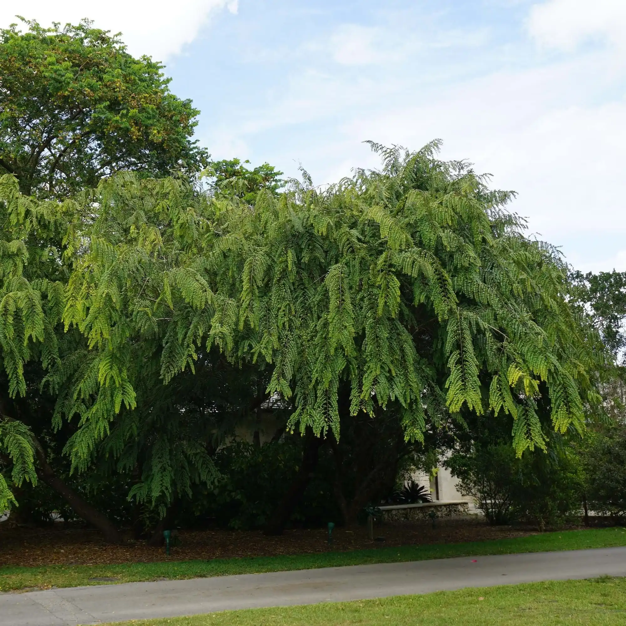 Изображение взрослое растение