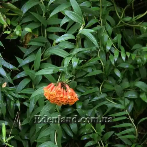 Изображение Бомарея многоцветковая  - Bomarea multiflora