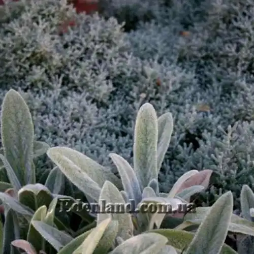 Изображение Стахис византийский - Stachys byzantina