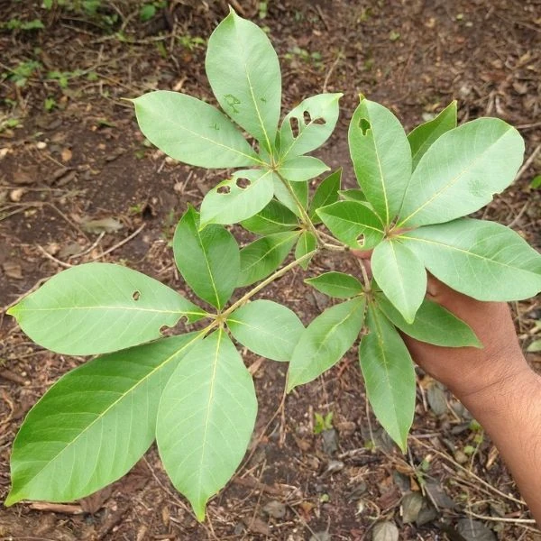 Изображение Хандроантус импетигинозный  - Handroanthus impetiginosa