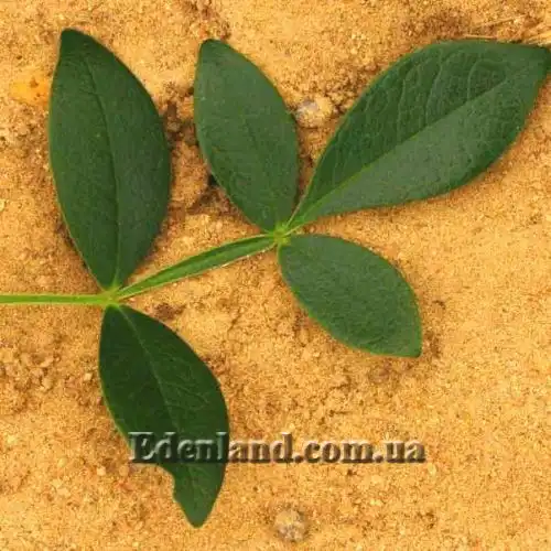 Изображение лист