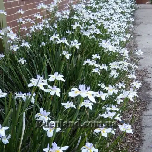 Изображение Диетес крупноцветковый       - Dietes grandiflora