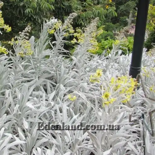 Изображение Сенецио снежно-золотистый - Senecio niveoaureus