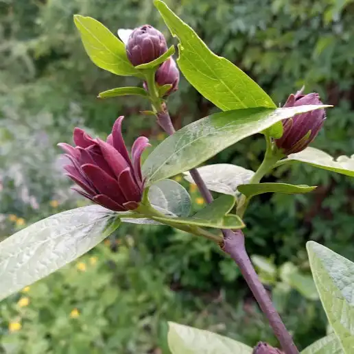 Изображение Каликант цветущий - Calycanthus floridus